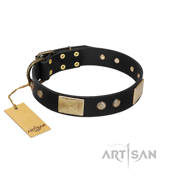 Amazing leather dog collar for stylish walking