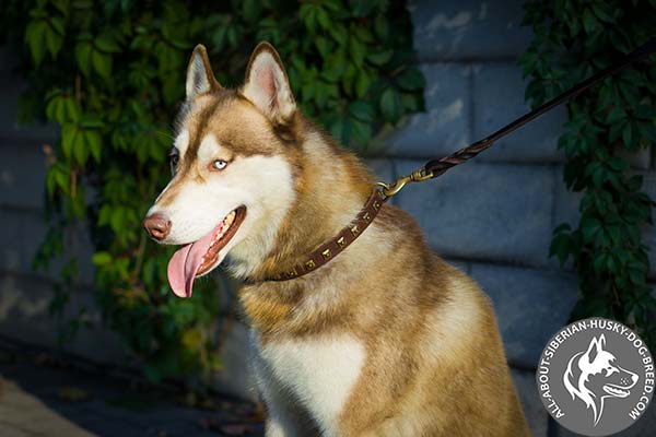 Adjustable Leather Siberian Husky Collar with Durable Hardware