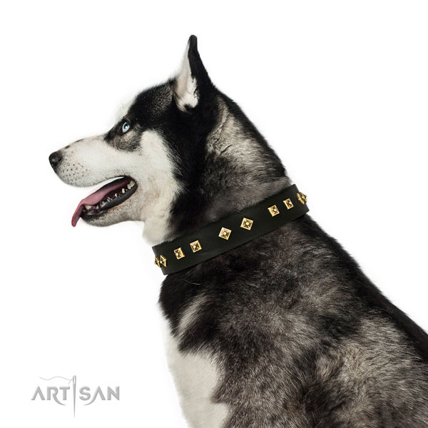 Stylish design decorations on fancy walking full grain leather dog collar