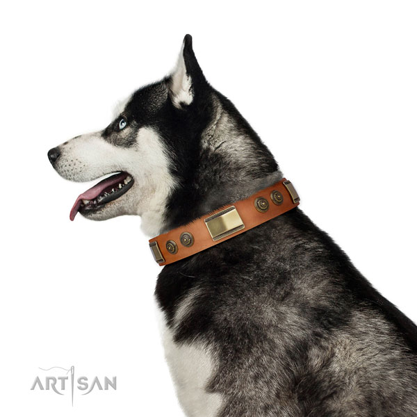 Impressive studs on stylish walking dog collar