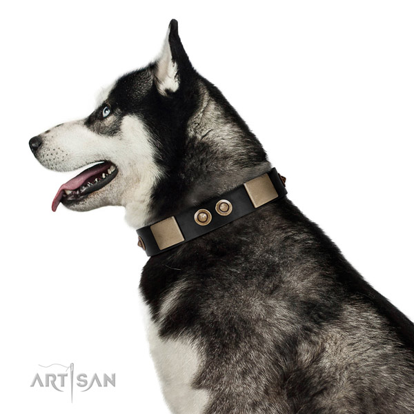 Rust resistant fittings on full grain leather dog collar for fancy walking