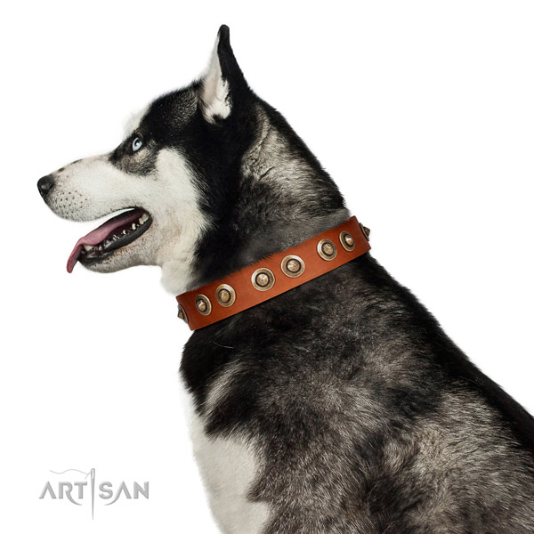 Daily walking dog collar of natural leather with top notch embellishments