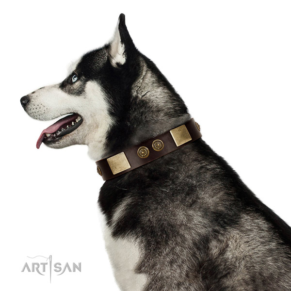 Basic training dog collar of genuine leather with remarkable embellishments