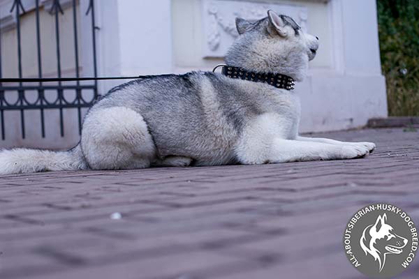 Leather Siberian Husky Collar Beautified with Spikes and Studs
