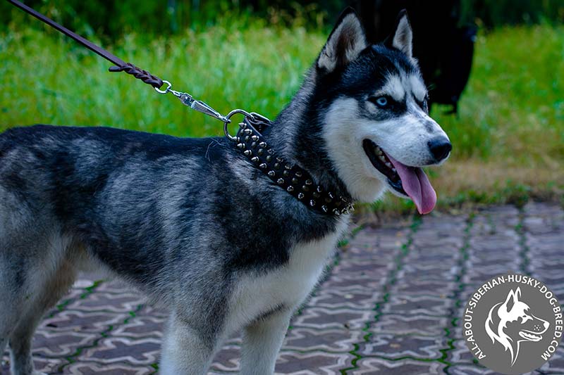 husky puppy collar