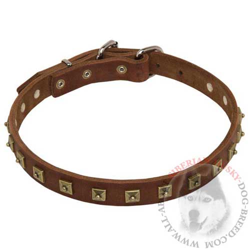 Brass Studded Leather Dog Collar for Siberian Husky