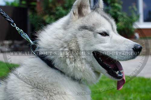 Siberian Husky dog collar with id tag