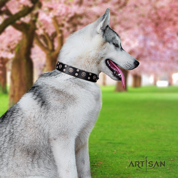 Siberian Husky full grain leather dog collar with embellishments for stylish walking