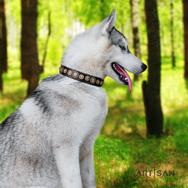 Siberian Husky genuine leather dog collar with adornments for comfy wearing