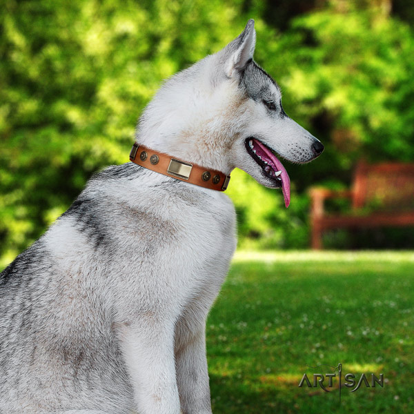 Siberian Husky genuine leather dog collar with adornments for fancy walking