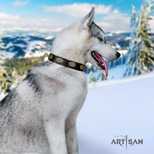 Siberian Husky natural genuine leather dog collar with adornments for fancy walking