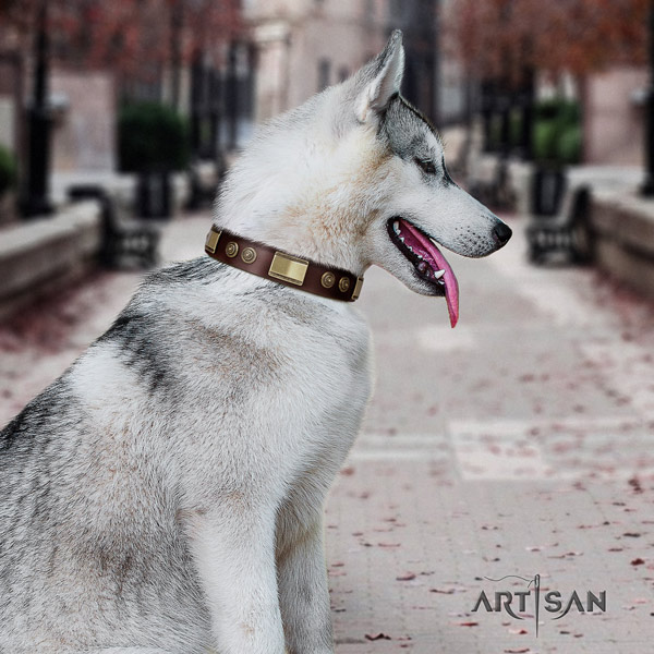 Siberian Husky leather dog collar with studs for comfortable wearing
