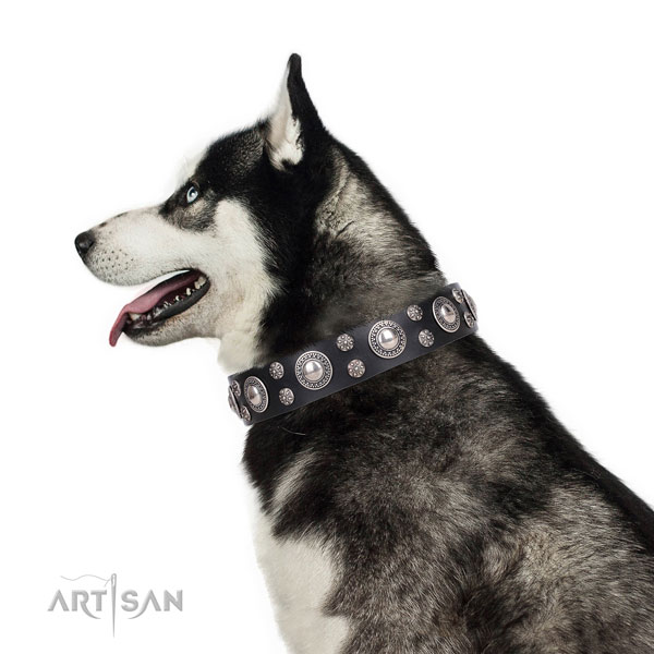 Siberian Husky stylish leather dog collar for comfy wearing