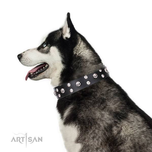 Siberian Husky adorned full grain natural leather dog collar for everyday use
