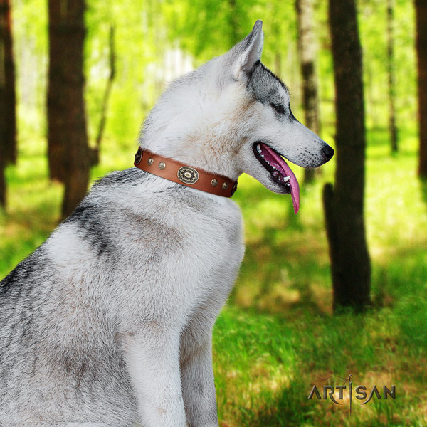 Siberian Husky natural genuine leather dog collar with studs for easy wearing