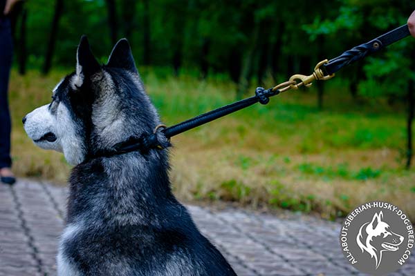 Siberian Husky leather collar with braids with brass plated fittings for daily activity