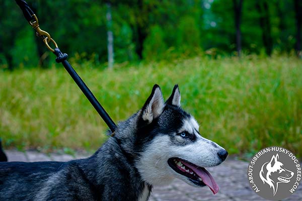 Siberian Husky leather collar with non-corrosive brass plated hardware for walking