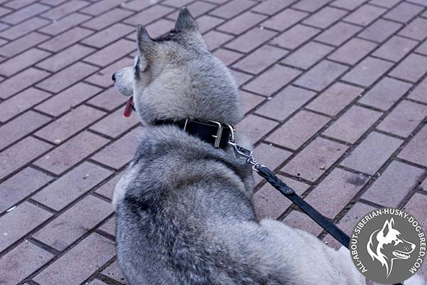 Strong Leather Siberian Husky Collar with Duly Riveted Rust-free Hardware