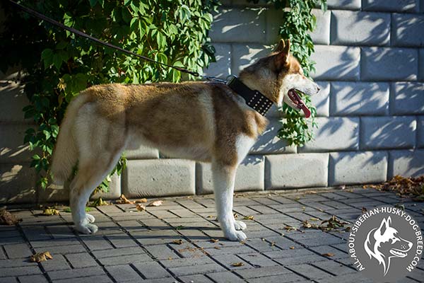 Wide  Siberian Husky Collar of Strong Leather