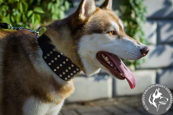 Wide Siberian Husky Collar with 5 Rows of Silver-like Cones