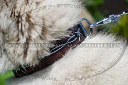 We present you extremely comfortable Siberian Husky leather collar