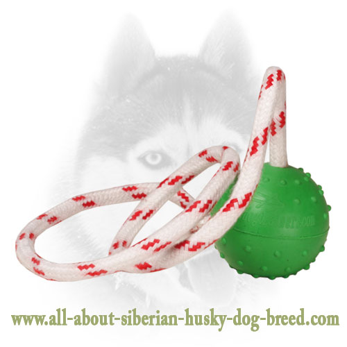 https://www.all-about-siberian-husky-dog-breed.com/images/large/Siberian-Husky-Ball-of-Rubber-on-string-retrieve-TT17_LRG.jpg