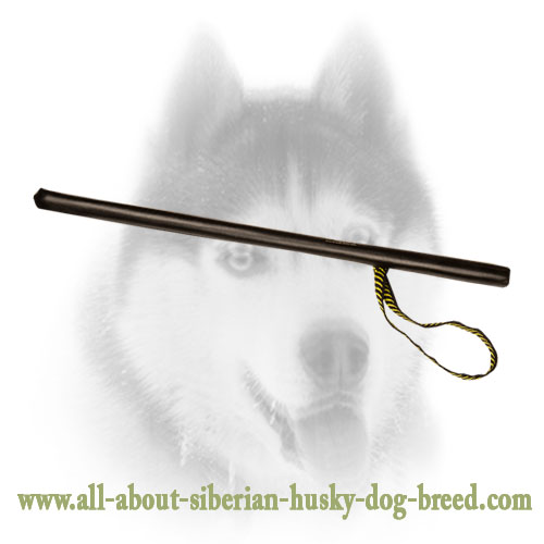 Schutzhund equipment cheap