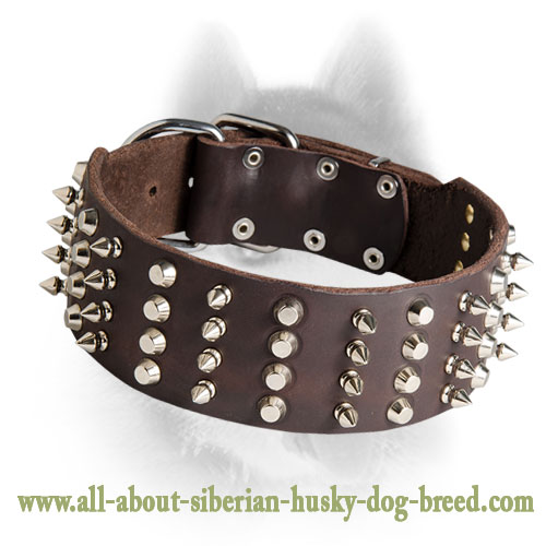 Strong Siberian Husky collar with securely riveted fittings