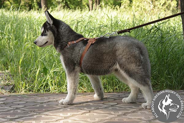 Siberian Husky leather leash with duly riveted handle for improved control
