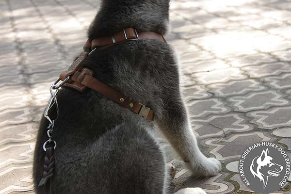 Siberian Husky leather leash with braids with nickel plated hardware for improved control
