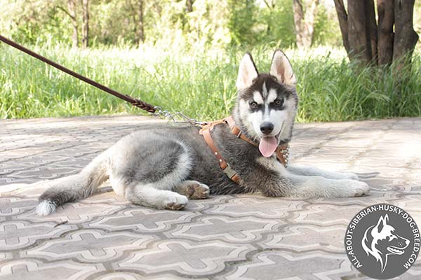 Siberian Husky leather leash of braided design with riveted hardware for daily activity