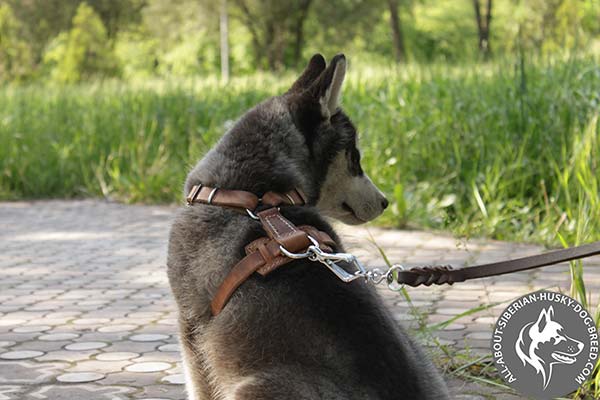 Siberian Husky leather leash of braided design with nickel plated hardware for daily activity