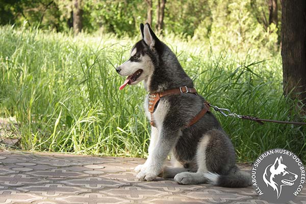 Siberian Husky leather leash with durable nickel plated hardware for basic training