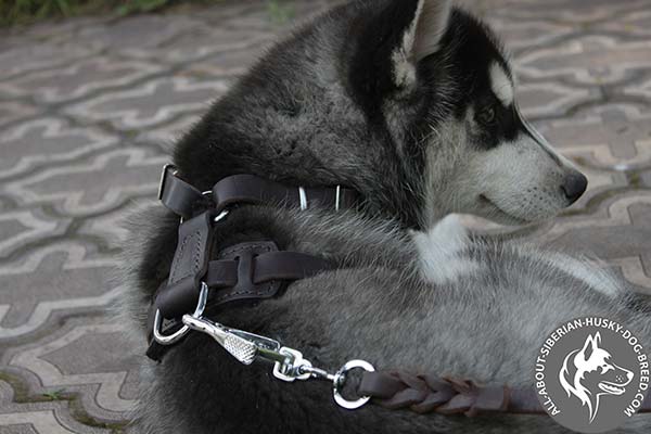 Siberian Husky leather leash with durable nickel plated hardware for perfect control
