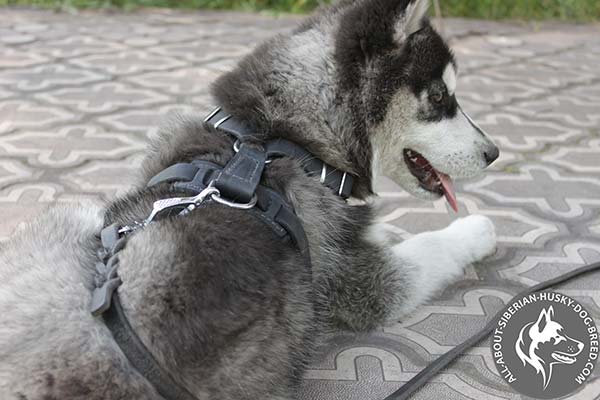Siberian Husky leather leash with durable handle for basic training